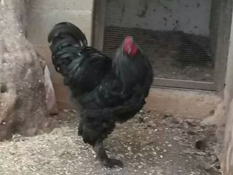 ديك براهما  اسود ضخم شغال, الضفة » نابلس